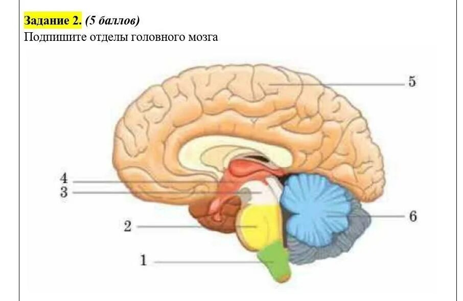 Подпиши отделы головного мозга. Подпишите отделы головного мозга. Отделы головного мозга рисунок. Головной мозг с подписями. Мозг без подписей