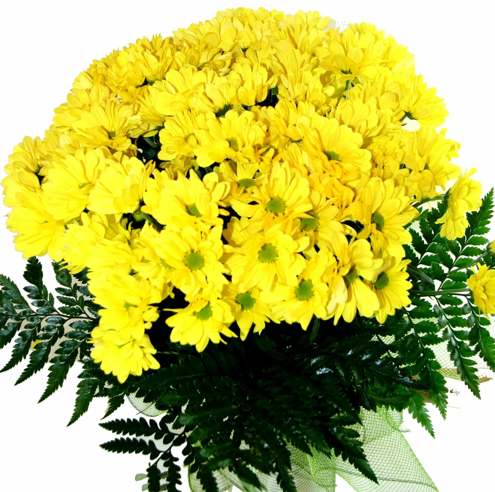 Астры желтые букет. Букет "желтые лилии". Торт с желтыми хризантемами. Желтые хризантемы с днем рождения. Букет хризантем «солнечный».