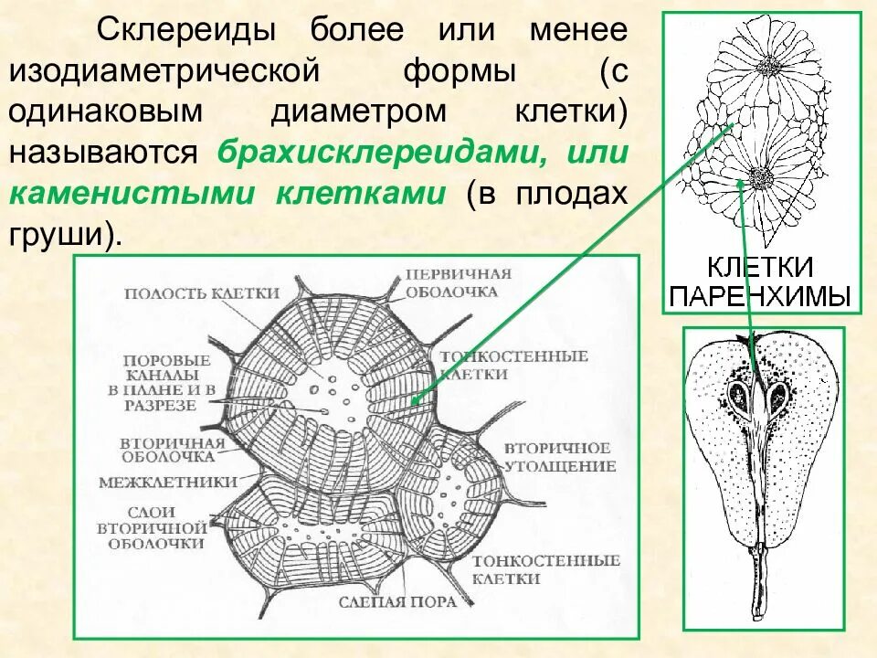 Клетка околоплодника. Механическая ткань склереиды строение. Строение каменистых клеток околоплодника груши. Склереиды каменистые клетки груши. Склереиды плода груши.