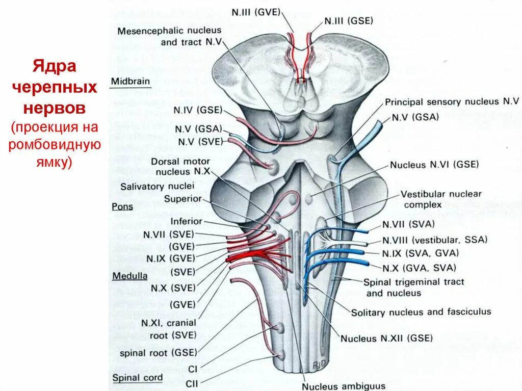 Средний мозг черепно мозговые нервы. Ядра черепно мозговых нервов схема. Ствол мозга ядра черепных нервов. Проекция ядер ЧМН. Проекция ядер черепных нервов на ромбовидную ямку.