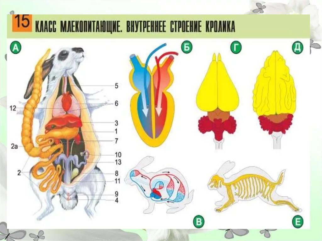 Строение млекопитающих. Системы органов животных. Внешнее и внутреннее строение млекопитающих. Внутренние органы живота.