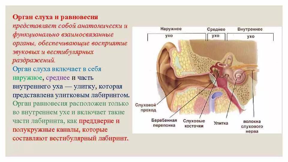 Основные структуры органа слуха и равновесия. Орган слуха и равновесия общий план строения. Орган слуха строение и функции анатомия. Перечислите анатомические части органа слуха и равновесия..