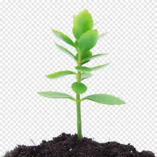 Plant selection