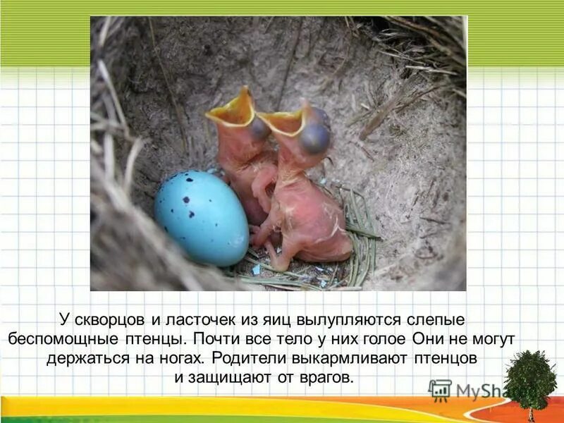 ребята не оставили беспомощных птенцов. голодные птенцы. дрозд рябинник птенец. ребята не оставили беспомощных птенцов. скворец птенец слеток.