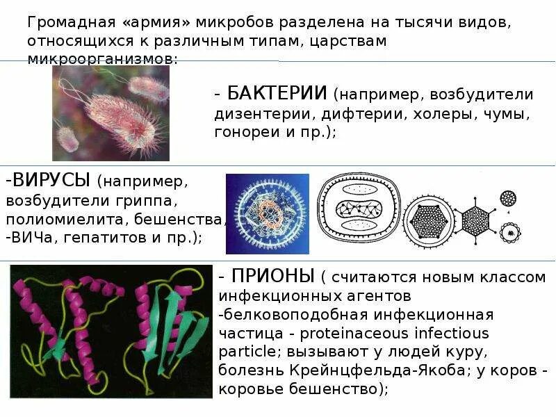 Большинство бактерий можно увидеть. Микробиология презентация. Темы для презентации по микробиологии. Развитие бактерий. Представители микробиологии.