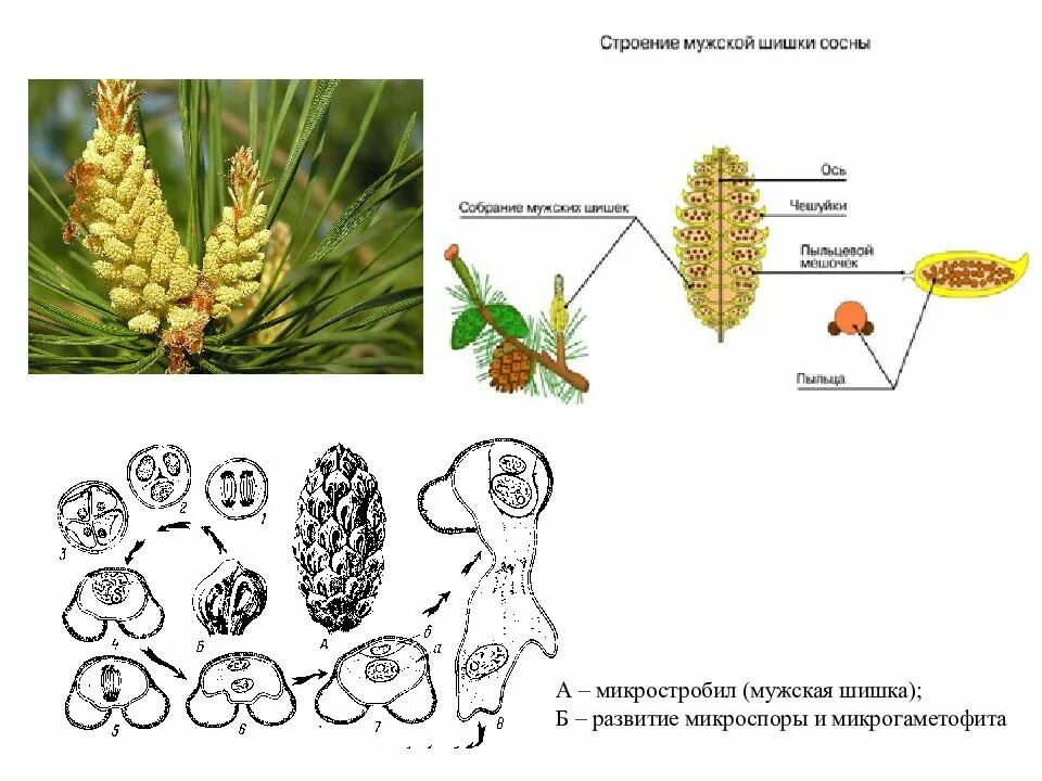 Мужская шишка. Строение мужской шишки сосны обыкновенной. Строение женской шишки сосны обыкновенной. Строение мужских и женских шишек сосны. Строение мужской шишки голосеменных.