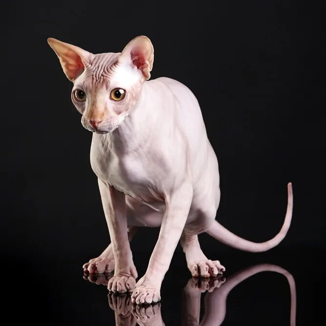 кот портос сфинкс. донской сфинкс. сфинкс порода кошек канадский. рыжий сфинкс. канадский сфинкс взрослый.