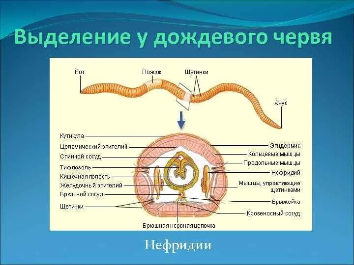 Функции целома у кольчатых червей. Образование вторичной полости тела. Целомический эпителий кольчатых червей. Кольчатые черви щетинки. Схема образования вторичной полости тела у кольчатых червей.