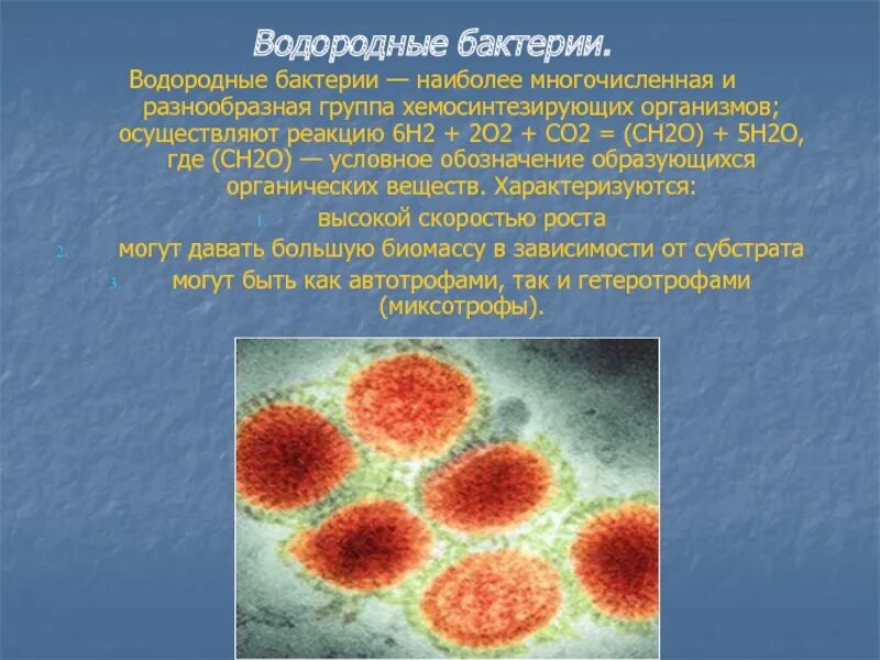 Хемосинтетики и хемотрофы. Реакции бактерии. Нитрифицирующие бактерии окисляют. Серобактерии хемотрофы. Водородные бактерии.