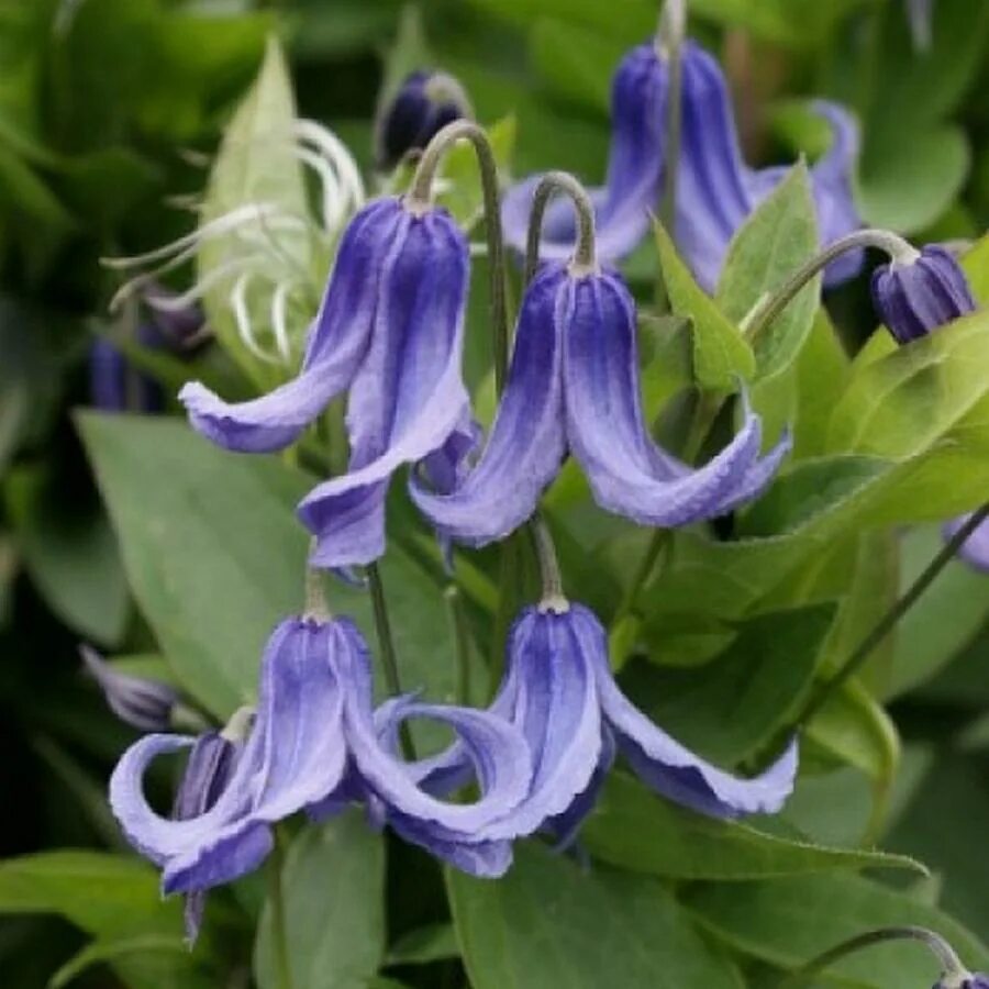 Клематис цельнолистный интегрифолия. Клематис цельнолистный (clematis integrifolia). Клематис кустовой интегрифолия. Клематис кустовой интегрифолия. Клематис кустовой интегрифолия.