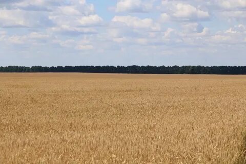 Организация поле