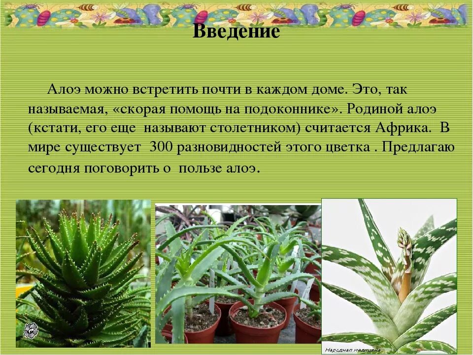 Алоэ характеристика листа. Листья алоэ древовидного. Алоэ комнатное растение. Алоэ растение польза и применение