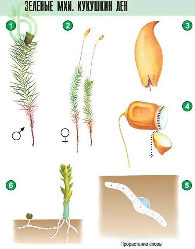 Рисунок размножение мха Кукушкин лен цикл развития. Кукушкин лен размножение схема. Цикл размножения кукушкиного льна. Размножение Кукушкина льна схема. Цикл зеленого мха кукушкин лен