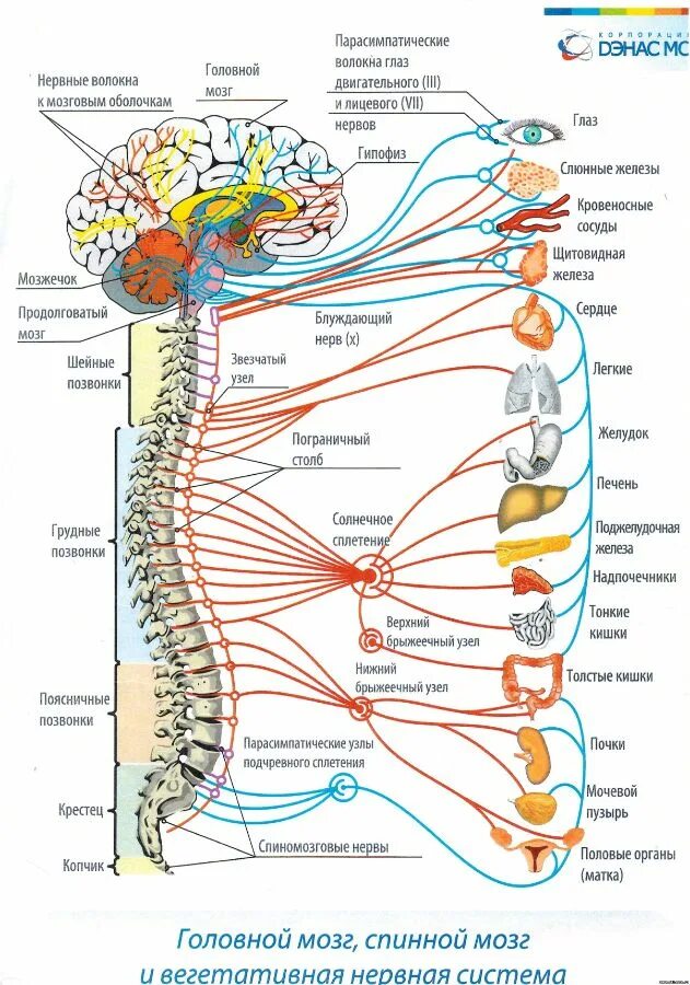 Вегетативная нервная система внутренние органы. Вегетативная нервная система схема спинного мозга. Вегетативная нервная система схема иннервации органов. Иннервация позвоночника схема. Медитация вегетативной системы