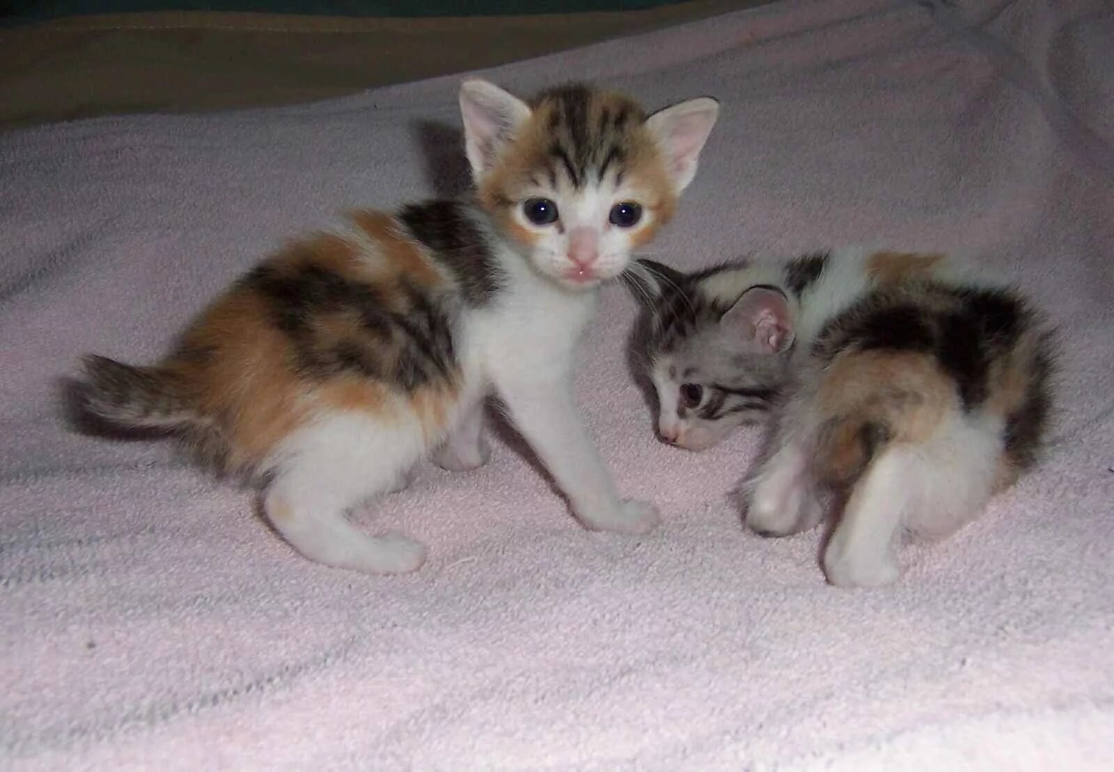 Какие котята родятся у трехцветной кошки. Японский бобтейл. Японский бобтейл котенок. Японский бобтейл кошка фото. Новорождённые котята у трёхцветной кошки.
