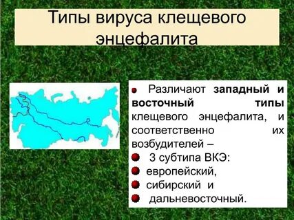 Возбудителем таежного энцефалита являются