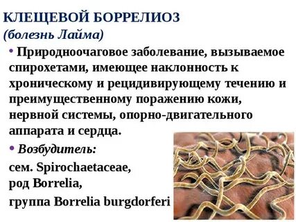 Возбудитель боррелиоза
