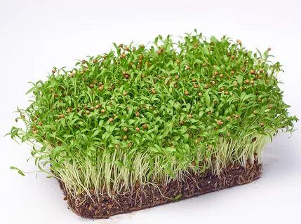 Микрозелень ижевск