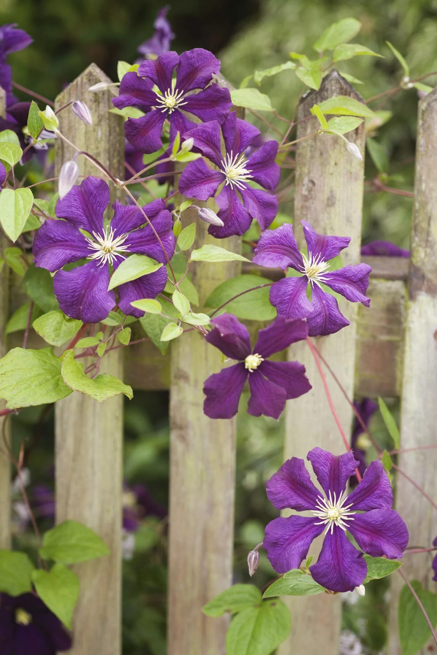 Клематис viticella. Клематис etoile Violette. Клематис Этуаль Виолет. Клематис Блю Рейн. Этуаль виолет