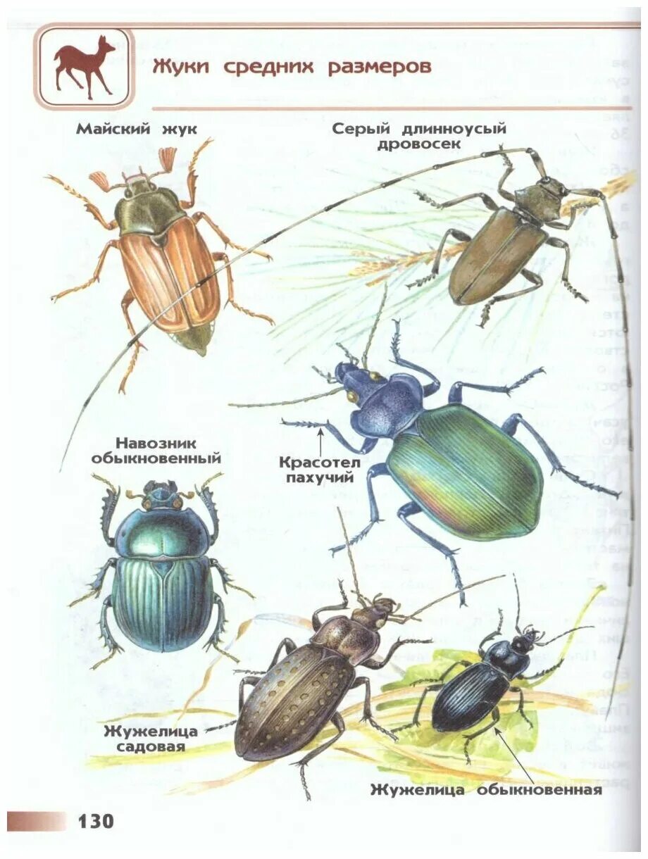Плешаков атлас определитель насекомые. Атлас определитель название жуков 1 класс. Атлас определитель окружающий мир 2 класс бабочки. Атлас-определитель 2 класс окружающий мир насекомые. Атлас-определитель 2 класс окружающий мир насекомые.