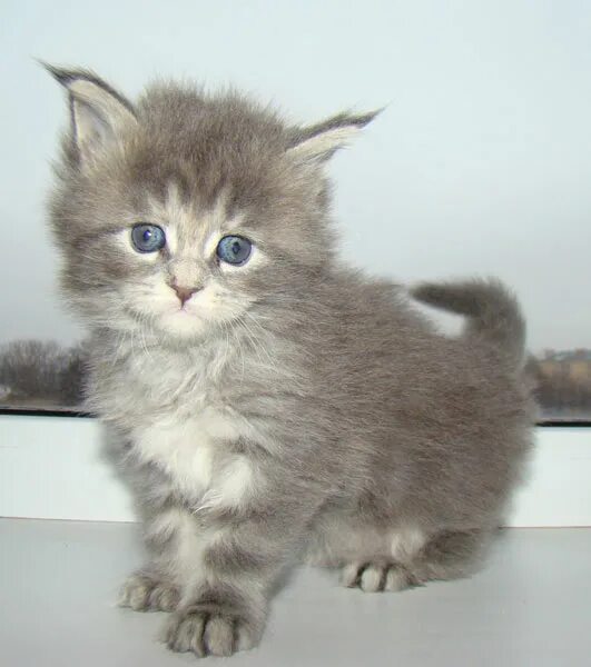Котенок 5 недель фото