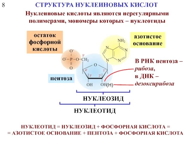 Мономером нуклеиновых кислот является нуклеотид. Строение и биологическая роль нуклеиновых кислот биохимия. Строение нуклеиновых кислот биохимия. Структура нуклеиновых кислот биохимия. Нуклеиновые кислоты биохимия формулы.