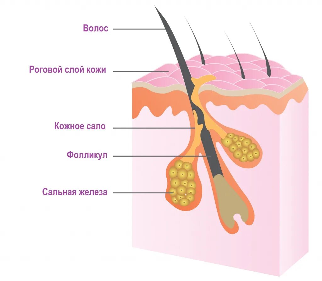 4 функция сальных желез. Волосяной фолликул и сальная железа. Комедоны схема волосяной фолликул.