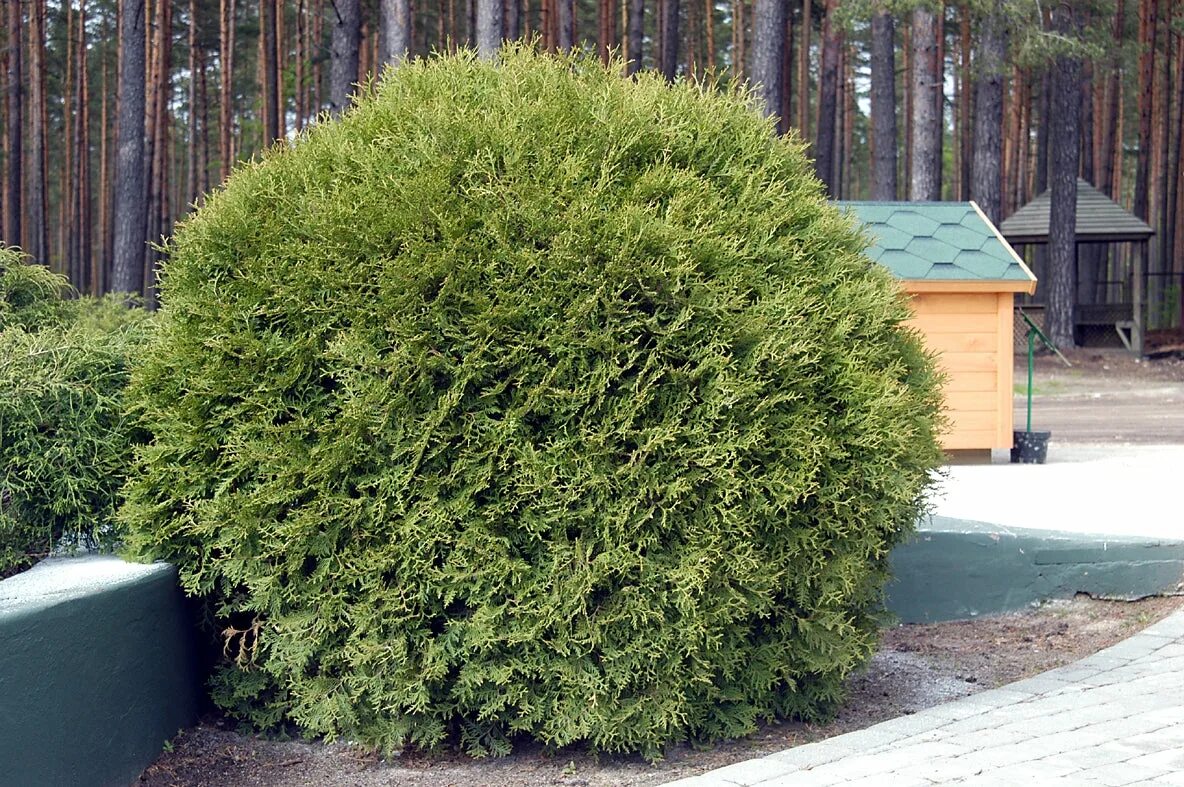 Туя Западная Глобоза. Туя Западная globosa. Туя Западная Вудварди. Туя Западная "globosa", Глобоза.