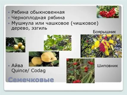 К плодовым культурам относятся ответ
