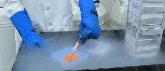 Эмбрионы после криоконсервации. Эмбрионы после криоконсервации. Отбор доноров при трансплантации эмбрионов. Криосохранение криобанк. Криоконсервация половых клеток.