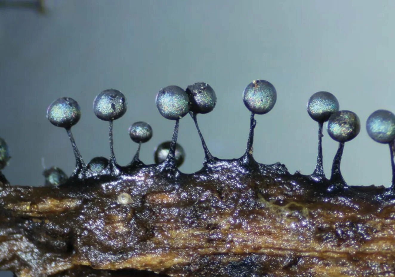 Среди грибов встречаются как одноклеточные. Лерациомицес (leratiomyces). Пилоболус гриб спорангий. Космический гриб leratiomyces. Мукор микрофотография.