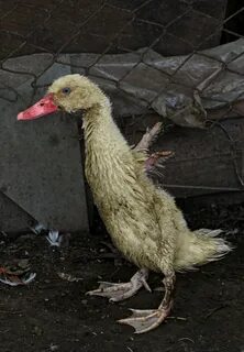 Сама утка