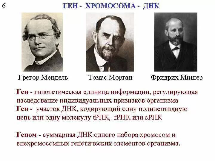 Генетика мендель и морган. Г мендель основоположник генетики. Мендель морган. Ученые генетики. Генетика мендель и морган.