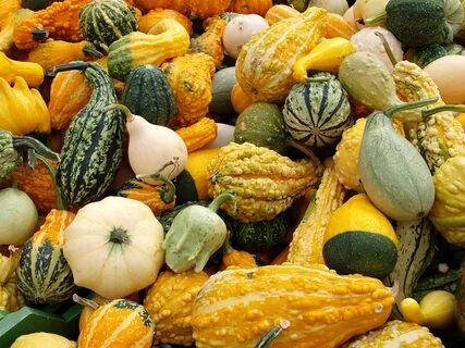 Squash vegetable