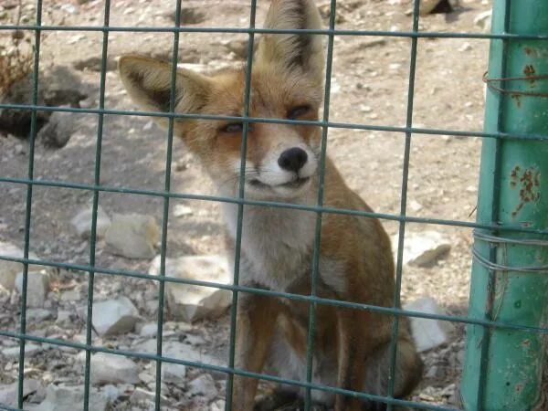 Сафари парк Краснодар. Зоопарк в Краснодаре сафари парк. Safari Park Краснодар.