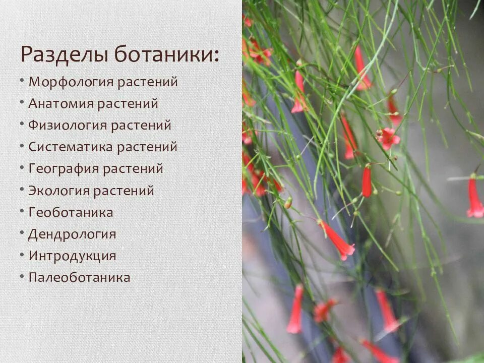 Какие разделы изучает ботаника. Основные разделы ботаники 6 класс. ботаника наука о растениях разделы ботаники. разделы анатомии растений. разделы ботанической науки.