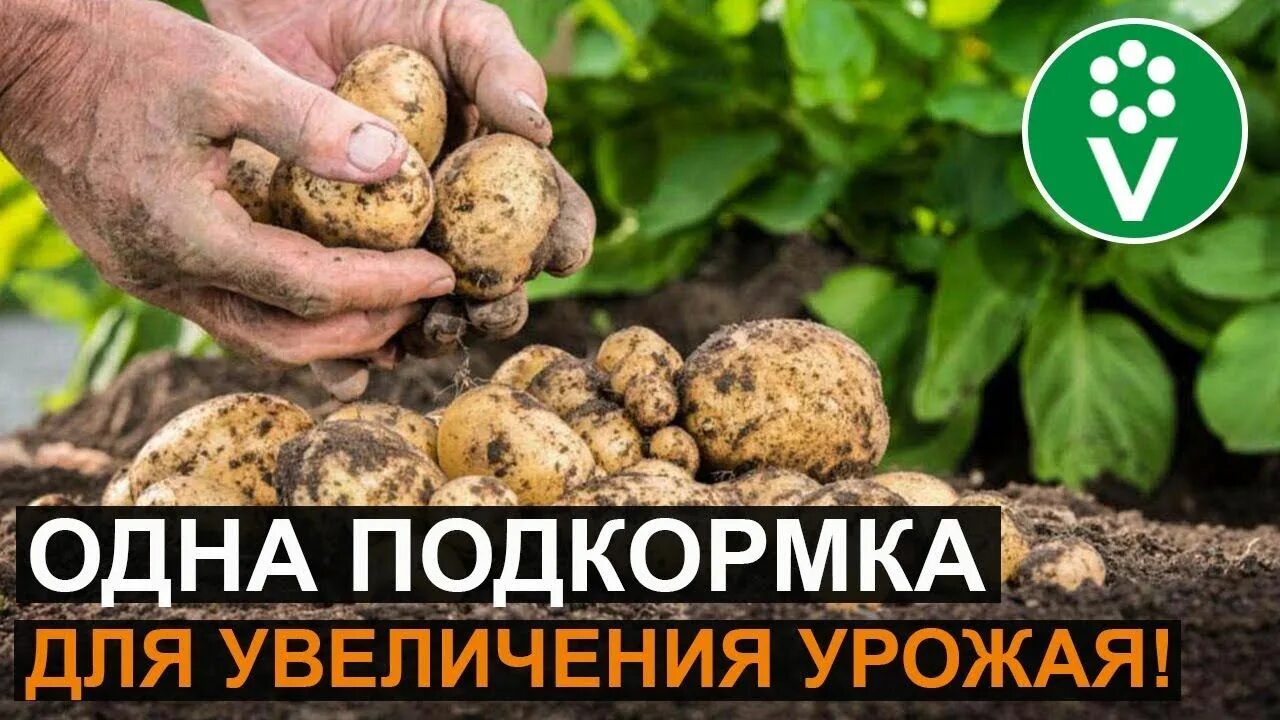 Какое удобрение для картофеля хорошего урожая. Подкормить картофель. удобрения под картофель. подкормка картофеля для большого урожая. чем подкормить картошку для хорошего урожая.