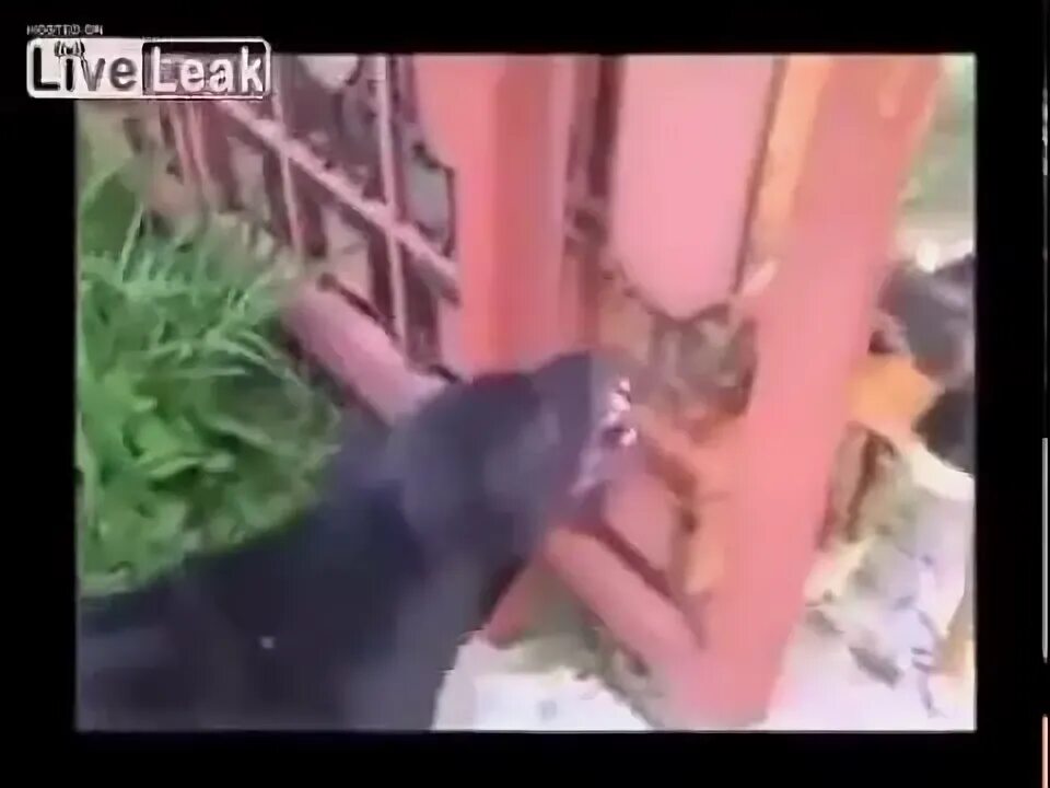 Собаки лают через забор друг на друга. Собаки лают через забор gif. Собака выглядывает. Овчарка дауфмана. Собаки лают друг на друга через забор.