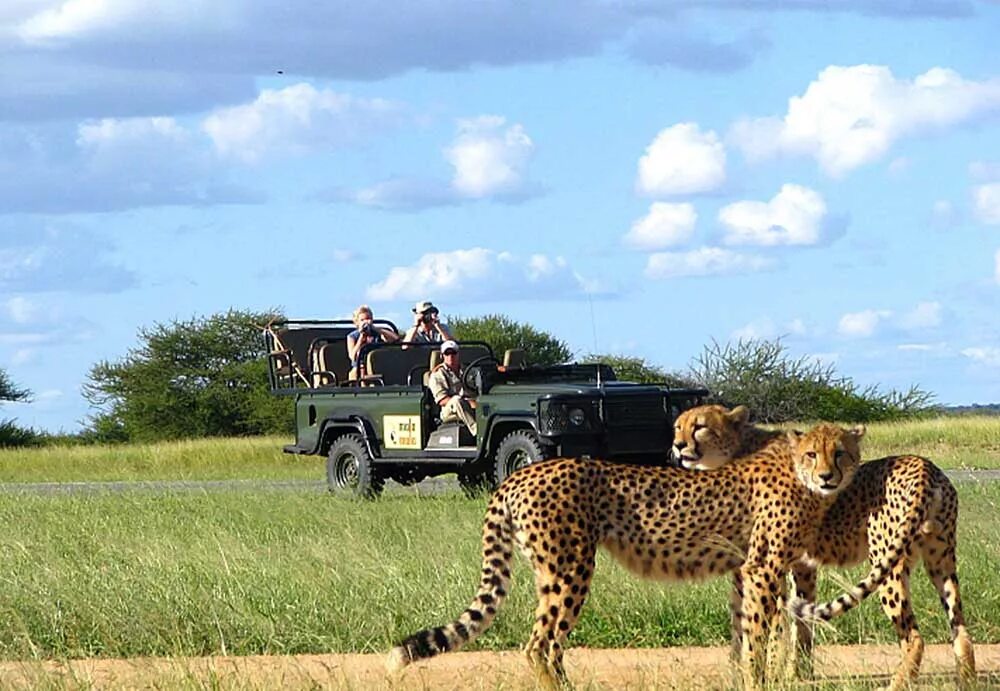 Africa safari. Сафари ЮАР Крюгера. Сафари в парке Крюгера. Австралия сафари парк. Сафари парк Африка.