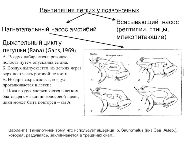 Механизм вентиляции легких у амфибий. Механизм вентиляции легких у земноводных. Дыхательный цикл лягушки. Легкие амфибий рептилий птиц. Легкие млекопитающих и пресмыкающихся