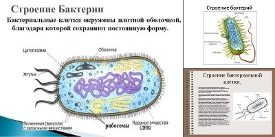 бактериальная клетка строение рисунок