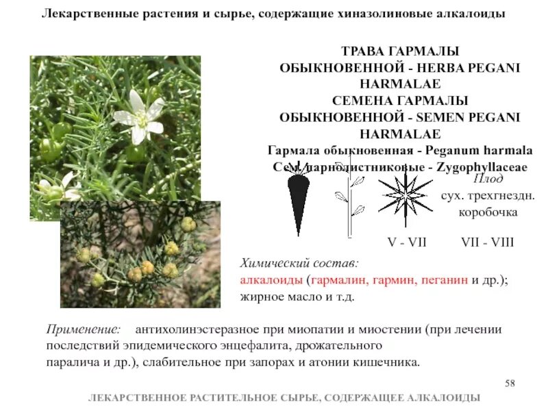 Лекарственное сырье содержащее алкалоиды. Лекарственные растения содержат. Лекарственные растения содержат. Шалфей доттера. Лекарственные растения картинки с описанием.