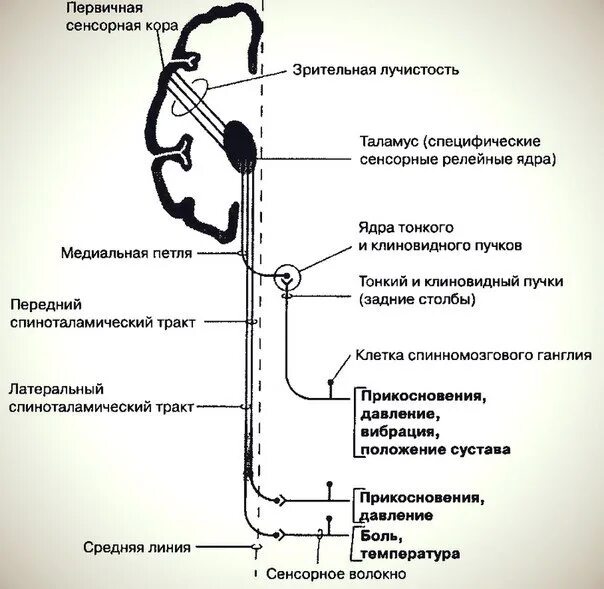Пути болевой температурной и тактильной чувствительности. Анализатор кожной чувствительности (тактильный). проводящие пути тактильного анализатора. тактильная сенсорная система схема физиология. сенсорная система кожной чувствительности.