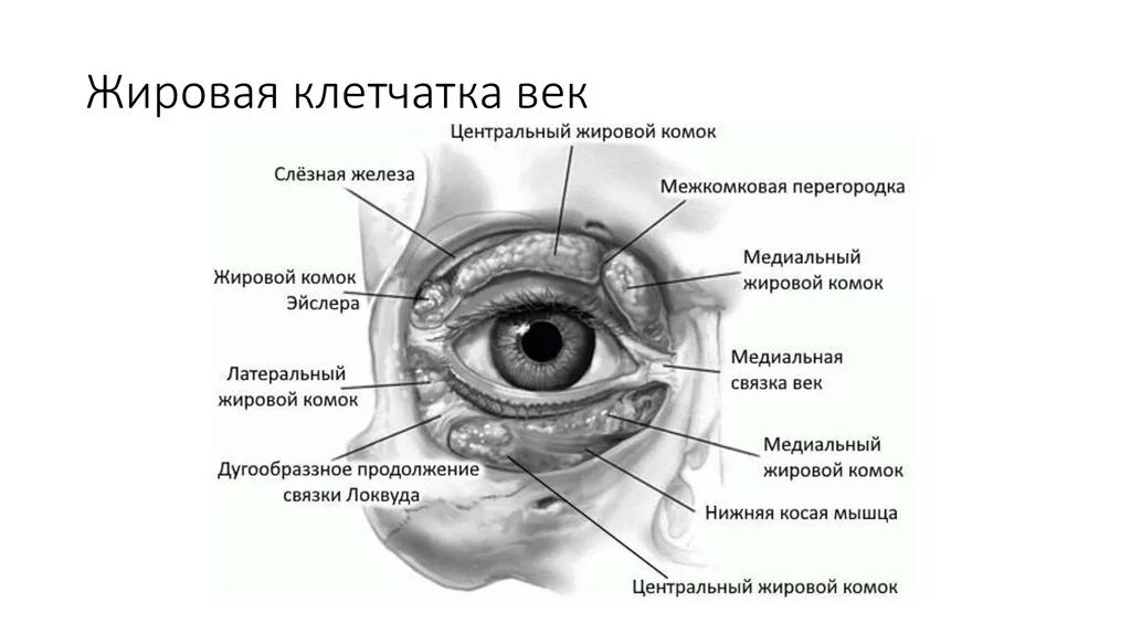 Анатомия клетчатки глазницы. Периорбитальная клетчатка анатомия. Строение конъюнктивы глаза анатомия. Строение слезных протоков глаза.