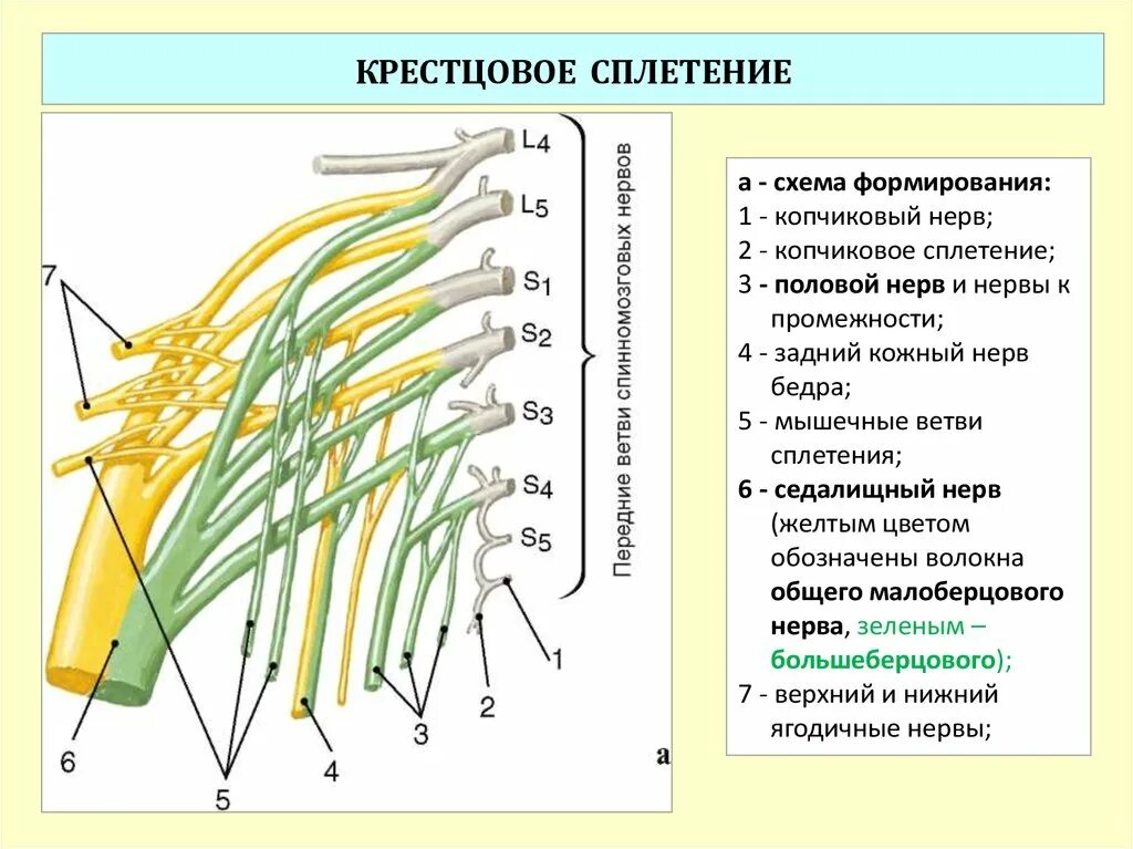 Ветви спинномозговых нервов иннервирующие. Схема строения крестцового сплетения. Пояснично-крестцовое сплетение анатомия. Пояснично-крестцовое сплетение схема. Крестцовое сплетение схема формирования.