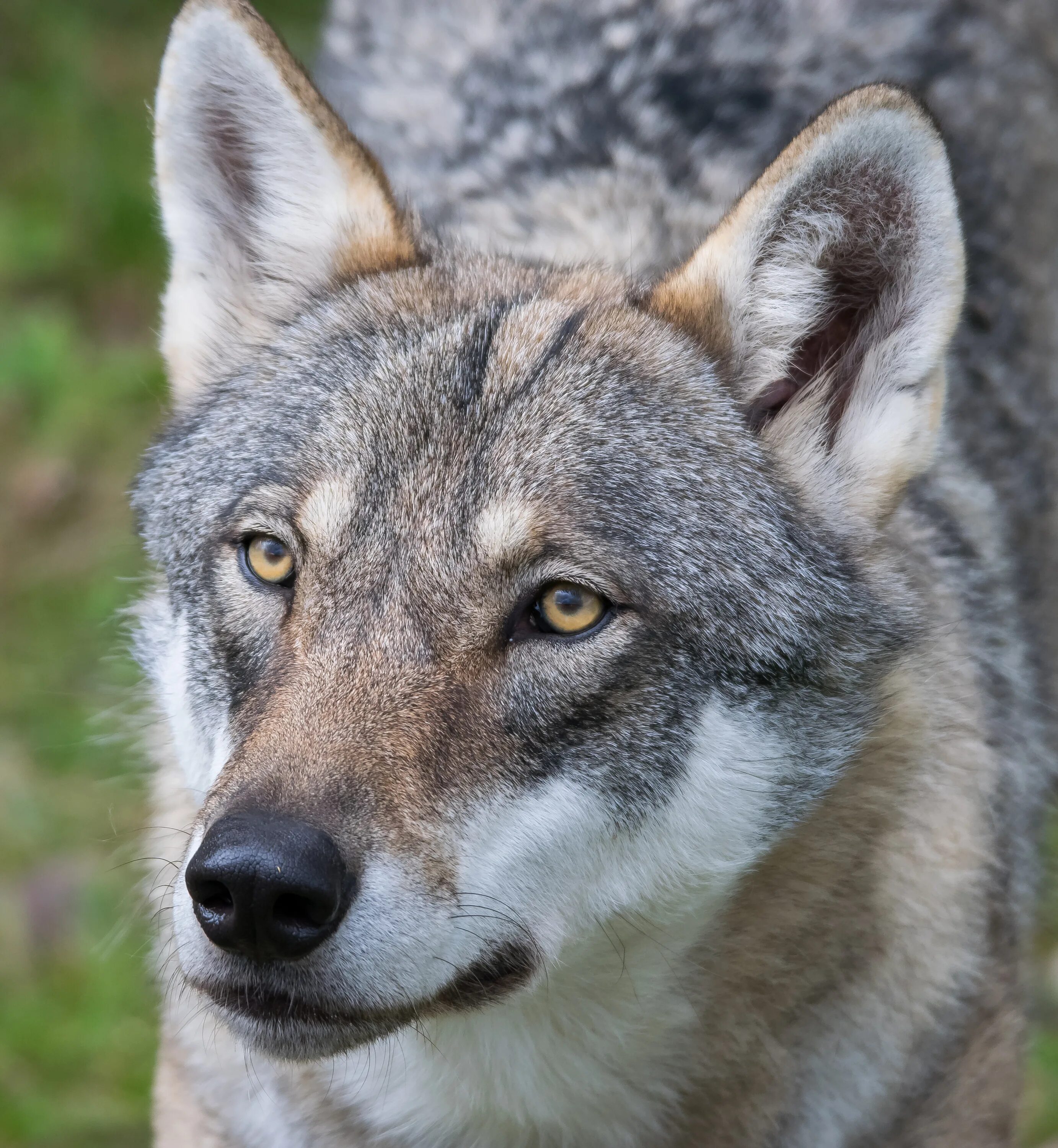 белый волк. удивленный волк. топ 20 волков. прикольный волк. удивленный волк.