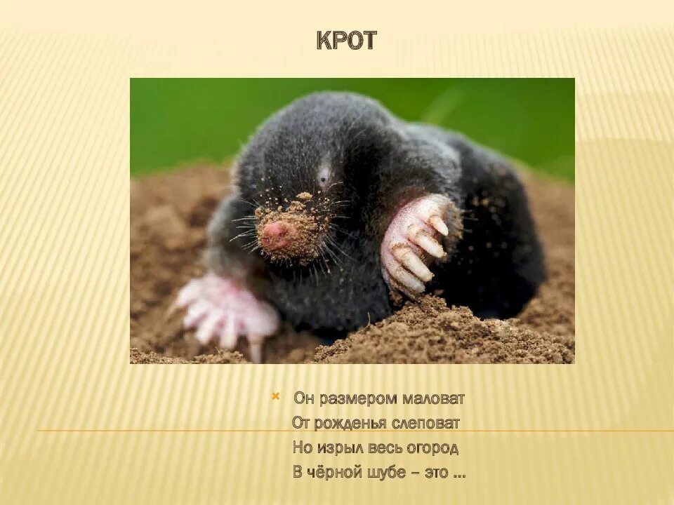 Особенности внешнего строения крота