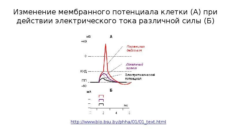 Характер изменения потенциала. Изменение мембранного потенциала. Потенциал мембраны график. Изменение мембранного потенциала действия.