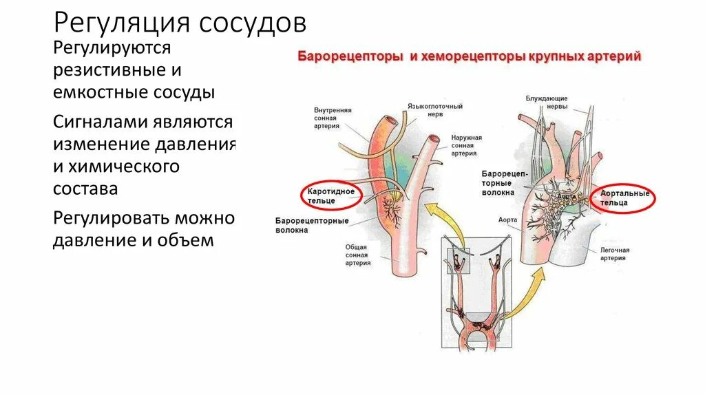 Рецепторы регулирующие артериальное давление. Резистивные сосуды регуляция. Хеморецепторы кровеносных сосудов. Барорецепторы и хеморецепторы. Рефлекторная регуляция кровяного давления