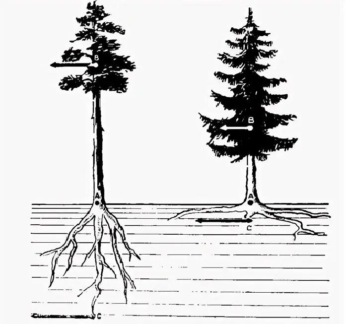 Корневая система хвойных. Сосна и ель корневая система. Корневая система пихты сибирской. Корневая система сосны и ели. Корневая система сосны обыкновенной.
